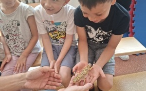 Spotkanie z gadami - warsztaty (4)