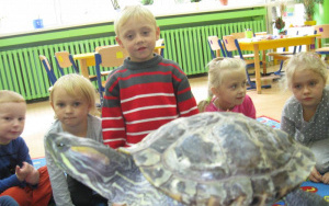 Żółw u 5-latków A
