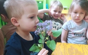 Dzień Polskiej Niezapominajki - grupa 3-latków (1)