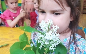 Dzień Polskiej Niezapominajki - grupa 3-latków (3)