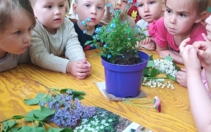 Dzień Polskiej Niezapominajki - grupa 3-latków (4)